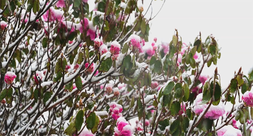 受高空槽和地面冷空气影响 神农架四月飞雪迎花开