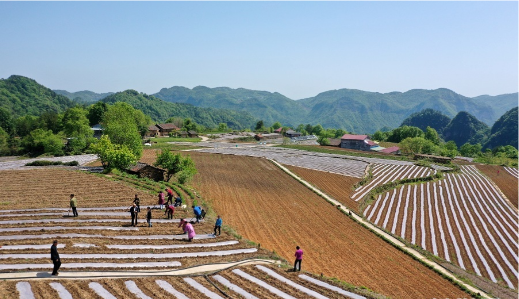 湖北宜昌：推广覆膜增温技术种植作物 带动农民增收