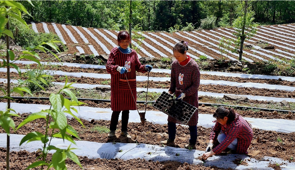 湖北宜昌：推广覆膜增温技术种植作物 带动农民增收
