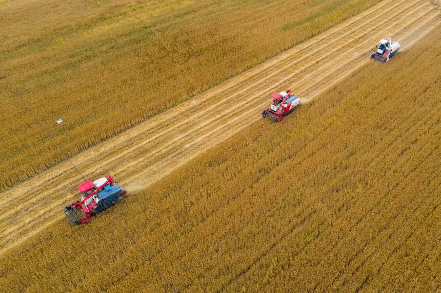 湖北襄阳：540万亩小麦进入收获季节 陆续开镰收割