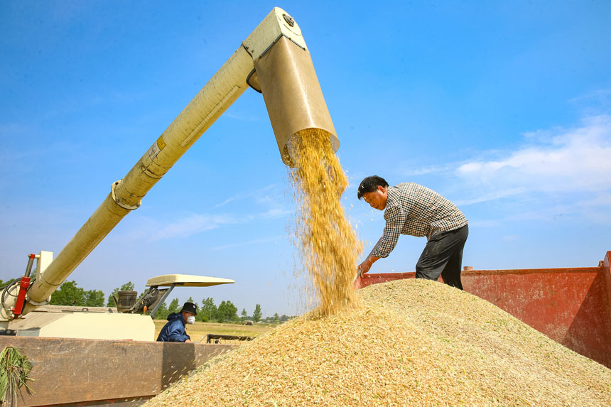 湖北襄阳：540万亩小麦进入收获季节 陆续开镰收割