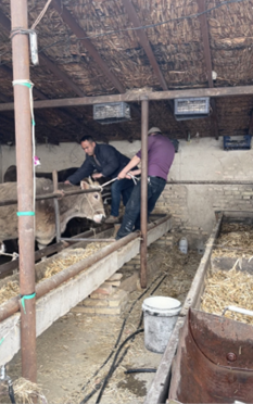 农险专员叶尔江·苏里唐的一天—阳光保险为现代畜牧业发展保驾护航