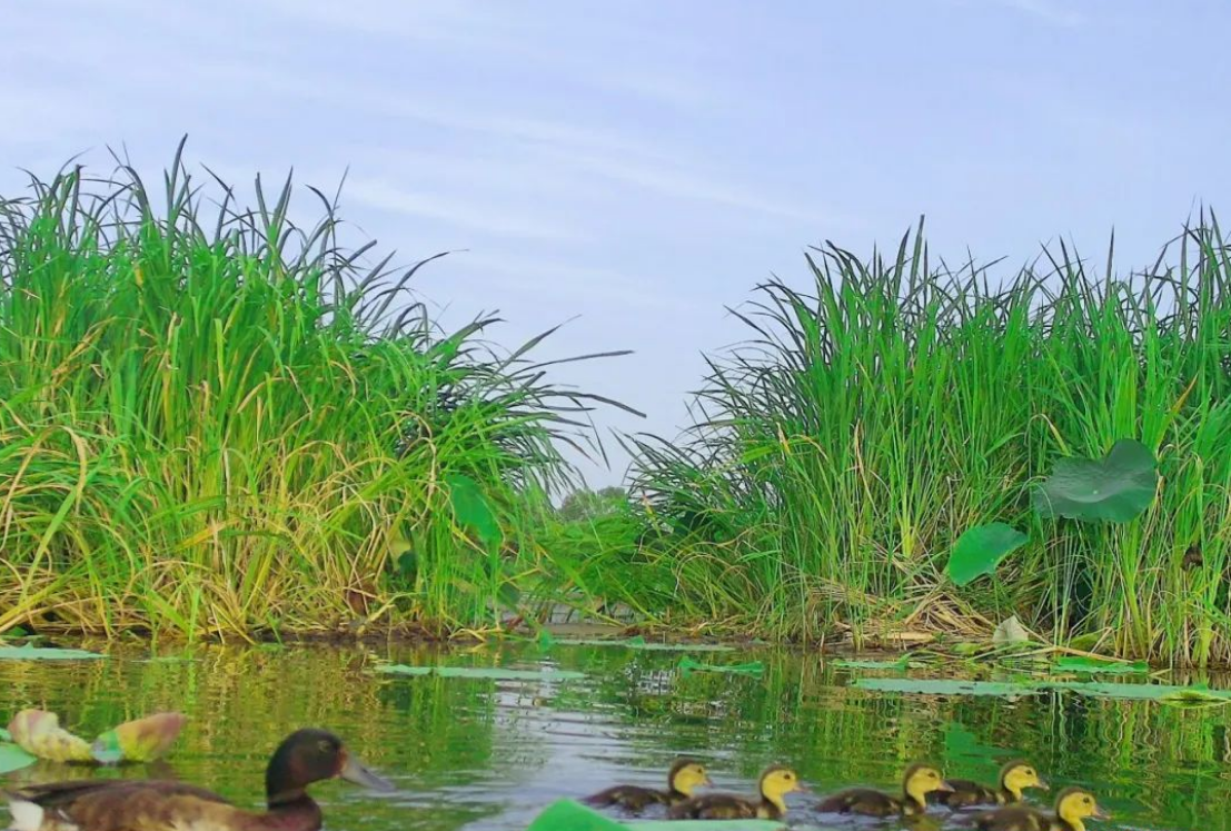 武汉东湖新技术开发区豹澥湖发现一处青头潜鸭繁殖地