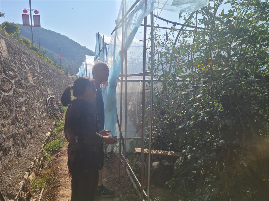 “朱砂红”照亮致富路 襄阳保康打造村集体生态果蔬产业园