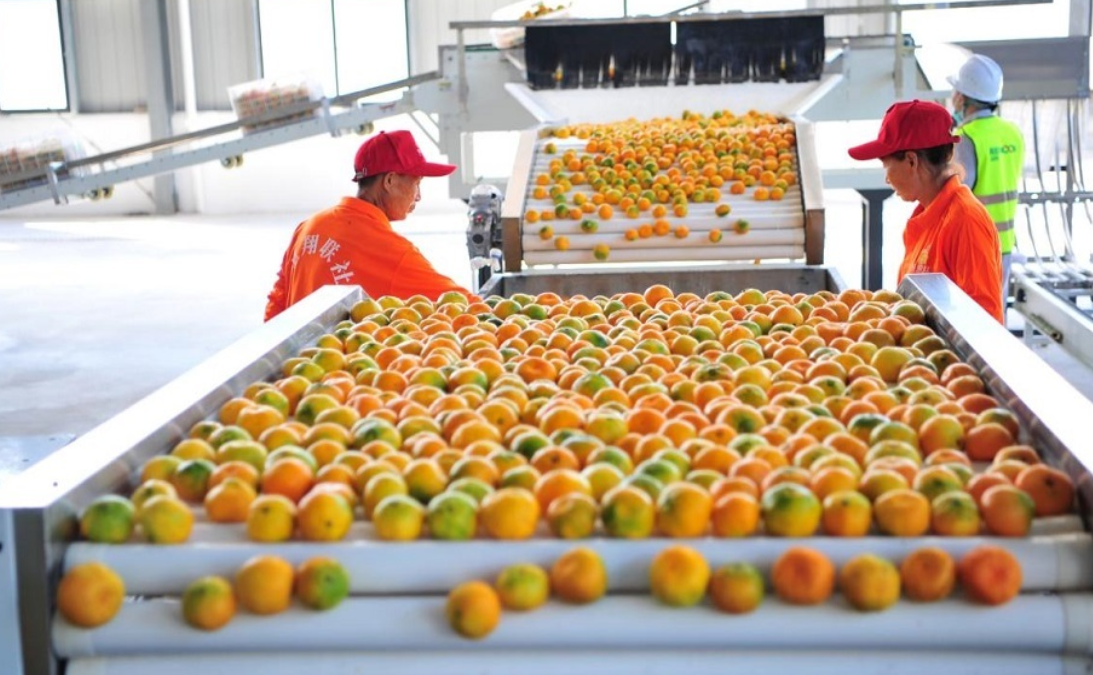 湖北宜昌：智能分选设备助力柑橘“抢鲜”供应果品市场