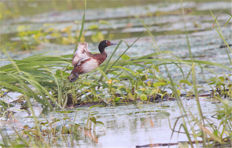 多方参与湿地与候鸟保护 护航全球迁飞区水鸟栖息地