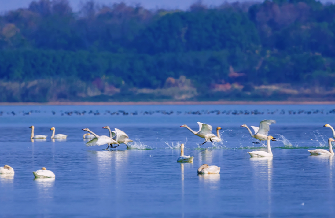 如约而至数百只天鹅抵达江夏鲁湖越冬栖息
