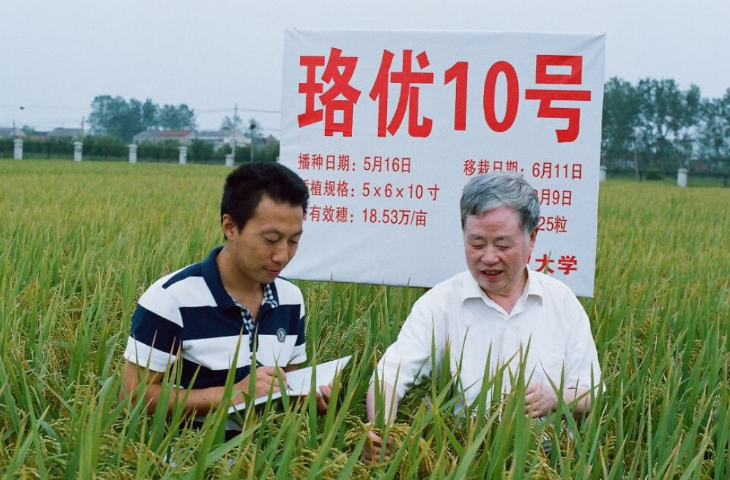 品优质大米 中国“红莲稻”助力“一带一路”国家农业发展
