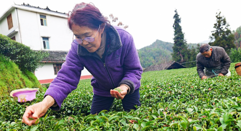 恩施春茶开采 以茶扮靓乡村 以茶业“价值”促进农民增收