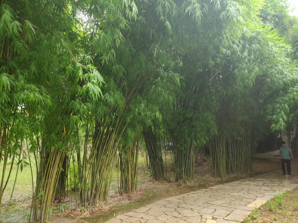 赏竹之旅花山起步，武汉市民亲近自然新去处