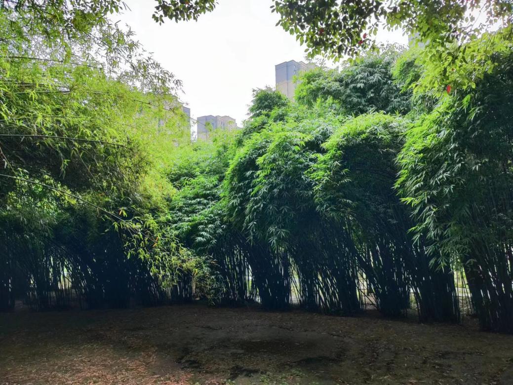 赏竹之旅花山起步，武汉市民亲近自然新去处
